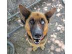 Adopt LAVERNE COX a German Shepherd Dog