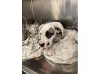 Adopt ROBYN a Pit Bull Terrier, Mixed Breed