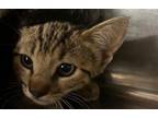 Adopt JUNO a Domestic Short Hair