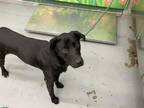 Adopt AALIYAH a Labrador Retriever, Mixed Breed