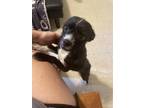 Adopt LIL BABY a Terrier