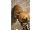 Adopt HONEYY a Boxer