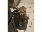 Adopt PUFF a Boxer