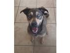 Adopt GOOSE a Alaskan Malamute