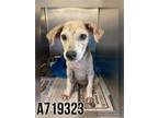 Adopt PIGLETTE a Beagle