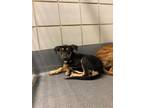 Adopt AMAZONIA a Plott Hound