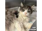 Adopt LILY a Domestic Long Hair