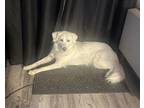 Adopt WINTER a Golden Retriever