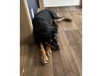 Adopt ANGEL a Rottweiler
