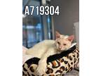 Adopt CREME a Domestic Short Hair