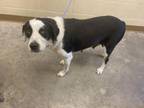 Adopt DUCHESS a Greater Swiss Mountain Dog, Border Collie