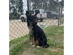 Adopt Supernova a Shepherd