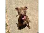 Adopt Selera a Labrador Retriever, Mixed Breed