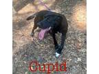 Adopt CUPID #6 a Yellow Labrador Retriever