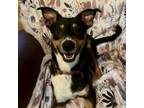 Adopt Nebula a Shepherd