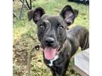 Adopt Sunshine a Labrador Retriever, Terrier