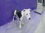 Adopt ECHO a Border Collie, Mixed Breed