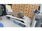 Adopt JULIET a Staffordshire Bull Terrier, Mixed Breed