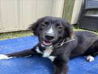 Adopt RIAH a Border Collie, Mixed Breed