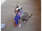 Adopt Amber a American Staffordshire Terrier
