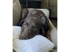 Adopt DAISY a Labrador Retriever