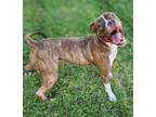 Adopt BELLA a Boxer, American Staffordshire Terrier