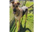 Adopt ATHENA a German Shepherd Dog, American Staffordshire Terrier