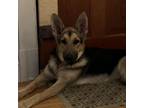 Adopt Lola a German Shepherd Dog