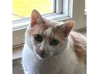 Adopt Lucy NRAR (declawed) a Domestic Short Hair