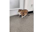 Adopt Sara a Domestic Short Hair