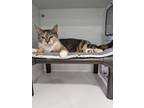 Adopt Jackie a Domestic Short Hair