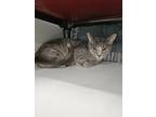 Adopt Lilo a Domestic Short Hair