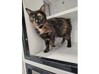 Adopt Peggy a Domestic Short Hair