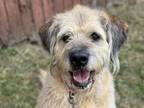 Adopt MIA a Saint Bernard, Poodle
