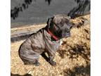 Adopt KOALLANI a Cane Corso