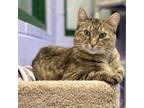 Adopt Graffiti a Domestic Short Hair