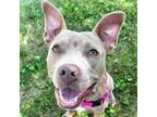 Adopt Lady Mae - Reduced Fee! a Pit Bull Terrier