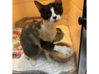 Adopt Marble a Domestic Short Hair