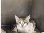 Adopt CLEO a Domestic Short Hair