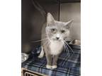 Adopt MUNCH a Domestic Short Hair