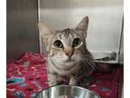 Adopt MAMI a Domestic Short Hair