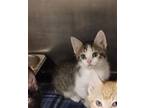 Adopt ZOE a Domestic Short Hair