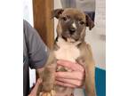 Adopt PATTY a Pit Bull Terrier, Mixed Breed