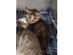 Adopt JINX a Domestic Short Hair