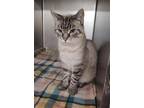 Adopt SIZZLE a Domestic Short Hair