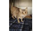 Adopt BUTTERSCOTCH a Domestic Medium Hair