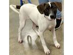 Adopt Danica - Tessa pup a Terrier, Dachshund