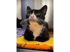 Adopt Princess Fluffypaws (Mom Palace Kittens) a Domestic Short Hair