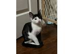Adopt Lady Meowsalot (Palace Kittens) a Domestic Short Hair