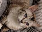Adopt Gloria a Domestic Short Hair, Siamese